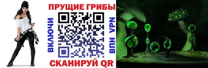 Купить  Черноголовка  Псилоцибиновые грибы Psilocybine cubensis 